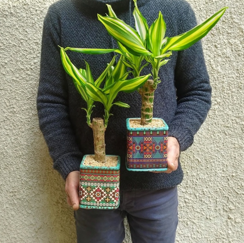 צמחי בית- בלה מסינג'יאנה