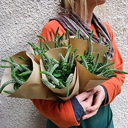 חבילת ענפי ורוניקה