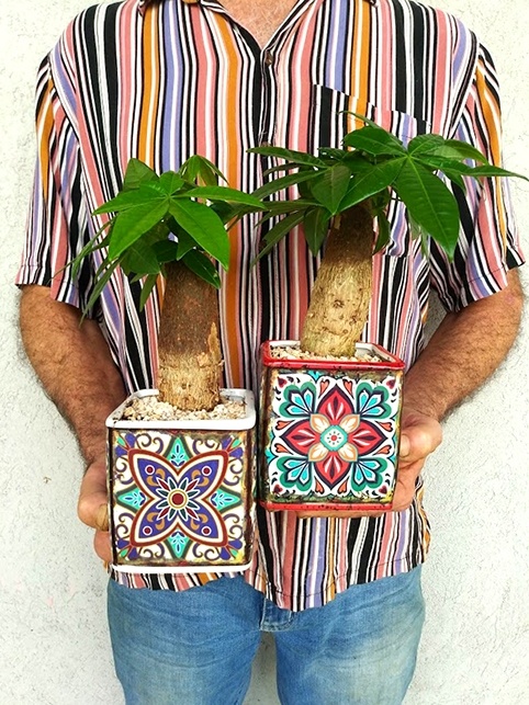 צמח בית- פכירה בקוביה אתנית
