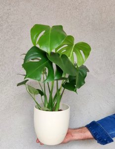 מונסטרה בקרמיקה, צמח שאין כמותו