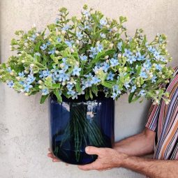 בנץ' שופע של טווידה תכלכלה באגרטל ענק וכחול מבית DutZ