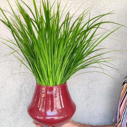 אגרטל קלאסי מבית DutZ בצבע ורוד עתיק על גבול הבורדו