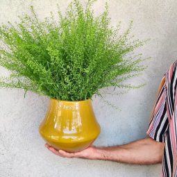 אגרטל חרדלי מבית היוצר DutZ עם ירק רענן