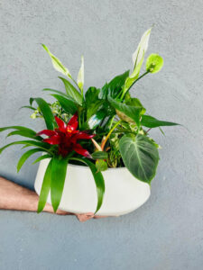 קוקטייל צמחים - שולחני