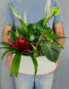 קוקטייל צמחים - שולחני