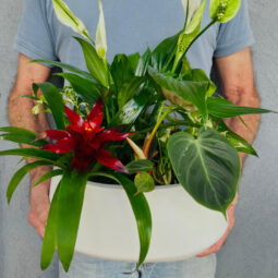 קוקטייל צמחים - שולחני